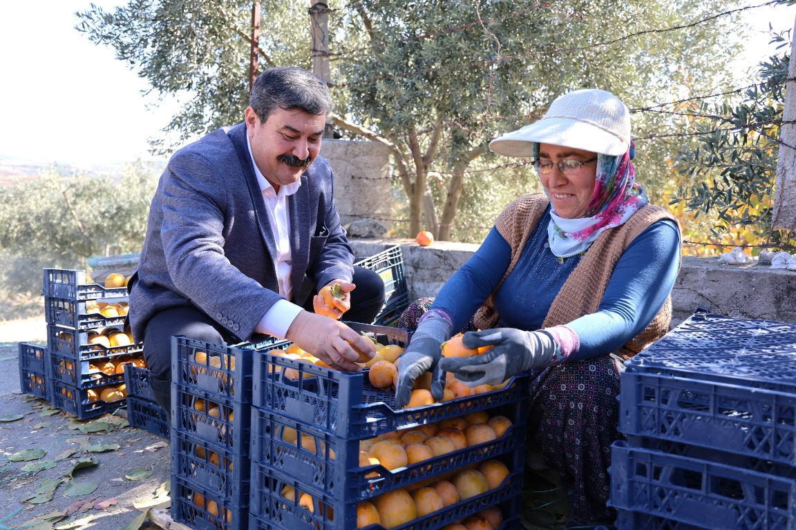 DORUKLU MAHALLESİ CENNET MEYVESİ HASAT ETKİNLİĞİ - 3