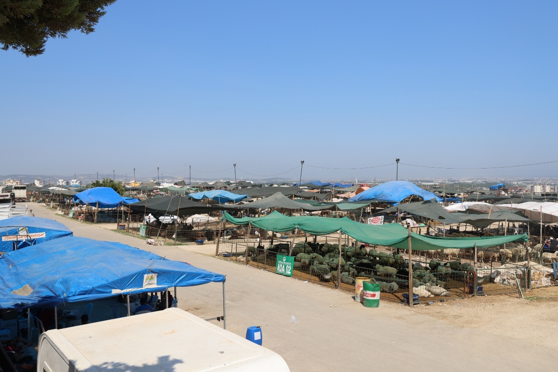 TOROSLAR, KURBAN BAYRAMI’NA HAZIR