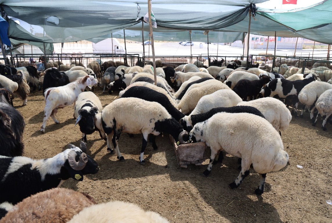 TOROSLAR, KURBAN BAYRAMI’NA HAZIR